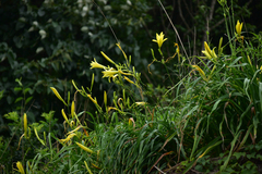 Hemerocallis citrina