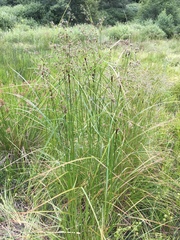 Scirpus atrocinctus