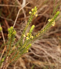 Struthiola striata