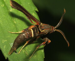 Vitacea scepsiformis