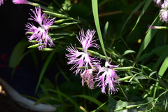Dianthus superbus