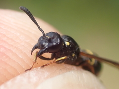 Symmorphus bifasciatus