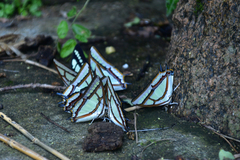 Polyura narcaea