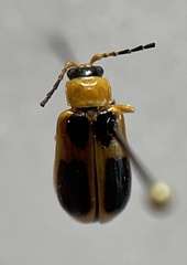 Phyllobrotica sororia
