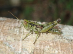 Sinopodisma aurata
