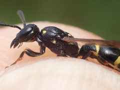 Symmorphus bifasciatus