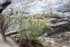Holodiscus discolor microphyllus