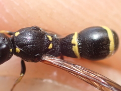 Symmorphus bifasciatus