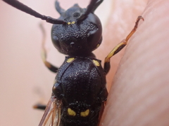 Symmorphus bifasciatus