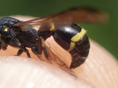 Symmorphus bifasciatus