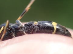 Symmorphus bifasciatus
