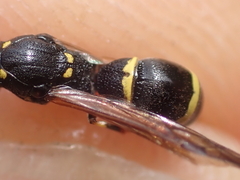Symmorphus bifasciatus