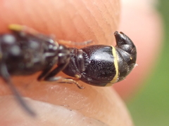 Symmorphus bifasciatus