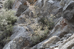 Holodiscus discolor microphyllus