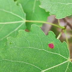 Aceria varia