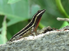 Anolis taylori