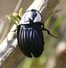 Silpha punctulata
