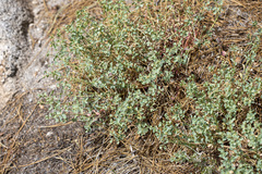 Euphorbia lurida