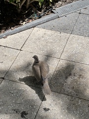 Streptopelia decaocto