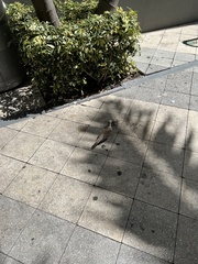 Streptopelia decaocto