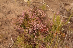 Erica dispar