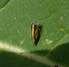 Evacanthus interruptus