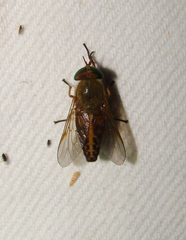 Tabanus fulvulus