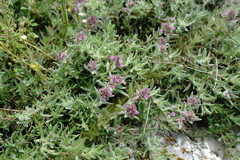 Thymus roegneri