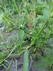 Solanum nigrum