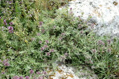 Thymus roegneri