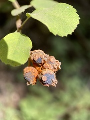 Gymnotelium blasdaleanum