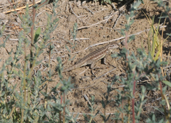 Sceloporus graciosus gracilis