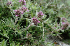 Thymus roegneri