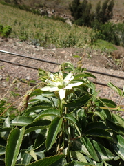 Passiflora trisecta