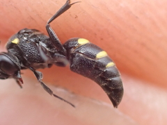 Nysson trimaculatus