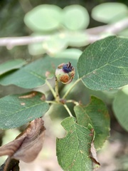 Gymnotelium blasdaleanum