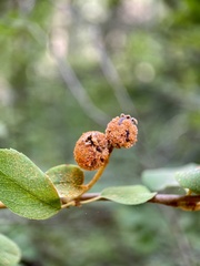 Gymnotelium blasdaleanum