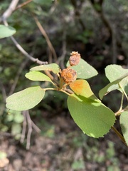 Gymnotelium blasdaleanum