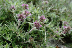 Thymus roegneri