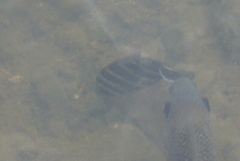 Heterotilapia buettikoferi