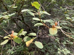 Gymnotelium blasdaleanum