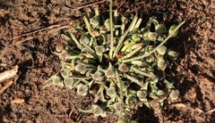 Euphorbia silenifolia