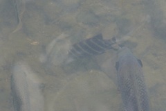 Heterotilapia buettikoferi
