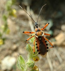 Rhynocoris punctiventris