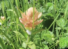 Castilleja elmeri