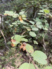 Gymnotelium blasdaleanum