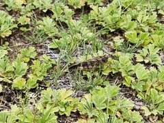 Bryodemella tuberculata