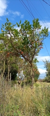 Erythrina edulis
