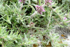 Thymus roegneri