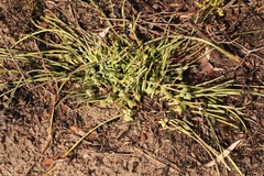 Euphorbia silenifolia